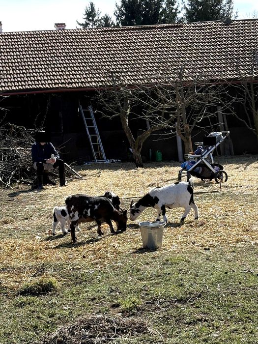 Capra pitica gestanta