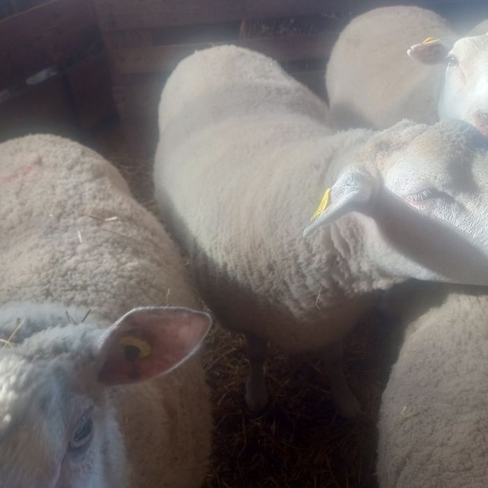 Oi texel de tinut de vanzare