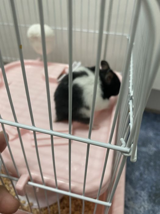 Отдам хомяка 5000 тг