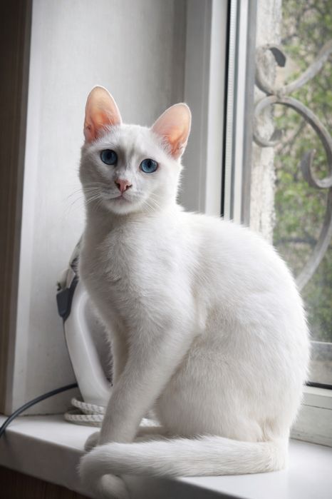 Кот, кастрирован, около 1 года