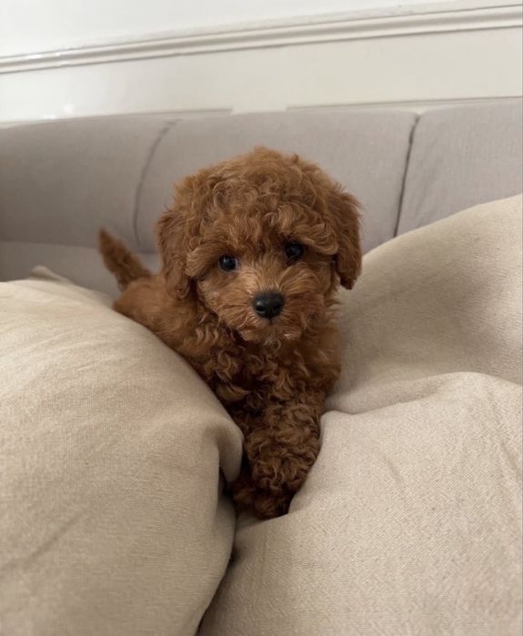 Шенки пудель малинкие