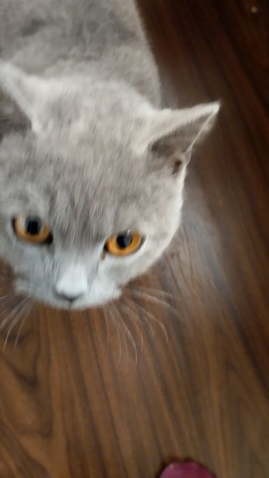 Kulrang mushuk, jinsi oʻgʻil