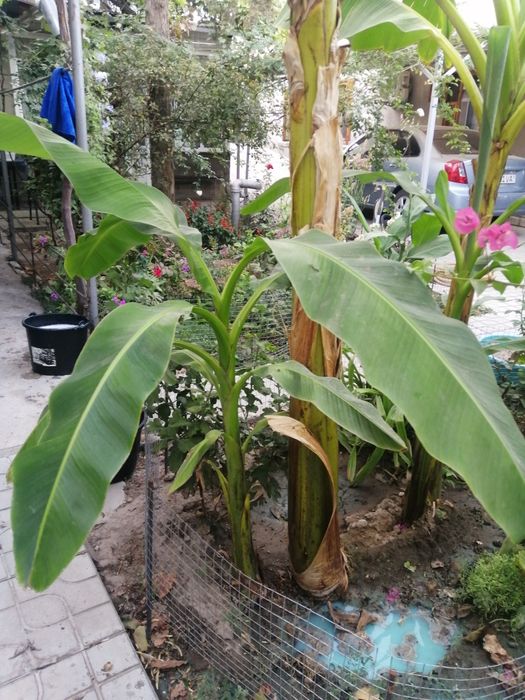 Сортовая пальма с плодами