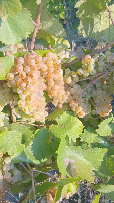 Vand struguri de vin livrez la domiciliu pret 3 lei kg