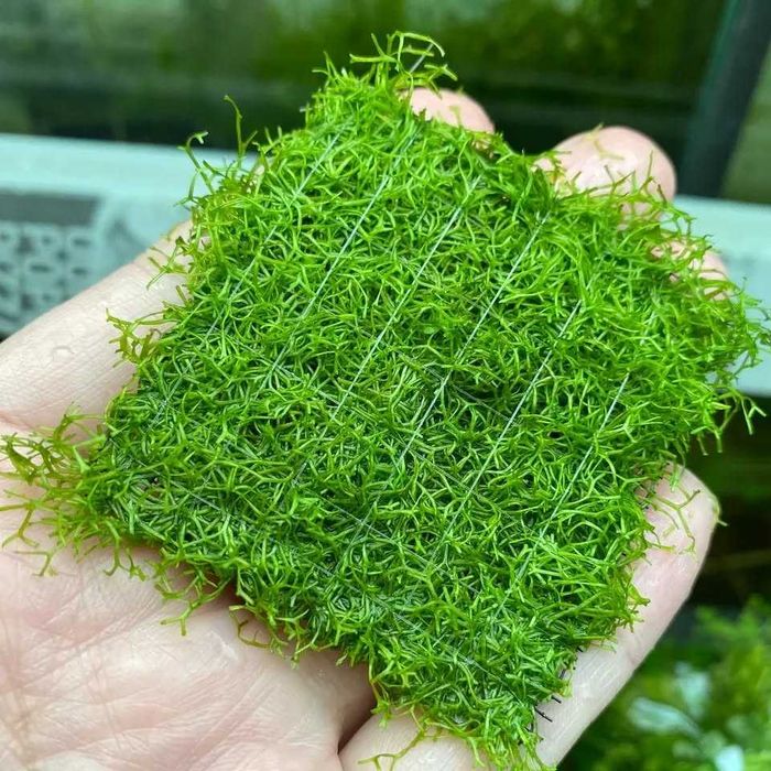 Riccia Fluitans  – Perla aquascaping-ului!