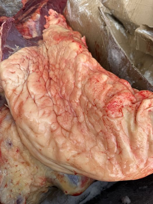 согым байтал, бие