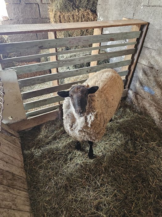 Berbec sufolk  metis de vânzare texel  oaie texel