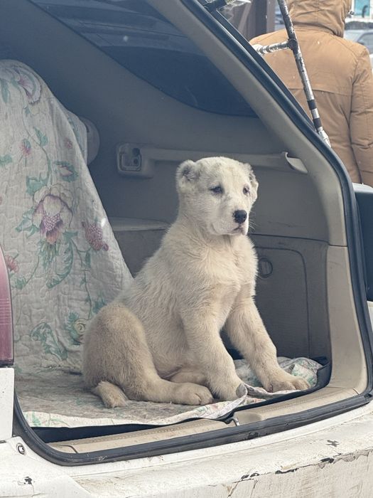 Төбет (алабай)күшігі 2 айлық