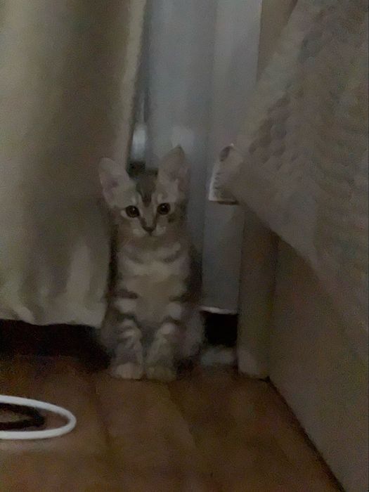 метис (помесь) Scottish Straigh