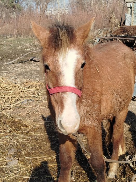 От сотилади  1 ёшли