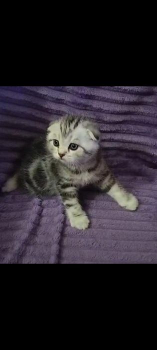 Вязка. Котик ждёт невесту.