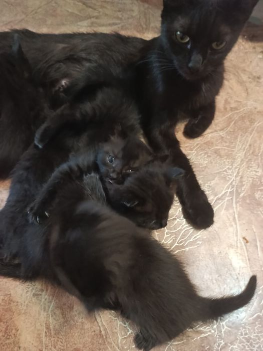 Черные котята бесплатно