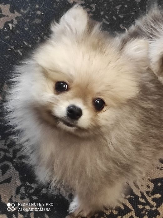 Девочка помераночка