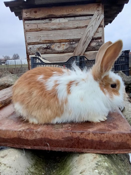 Vând iepuri  cap de leu