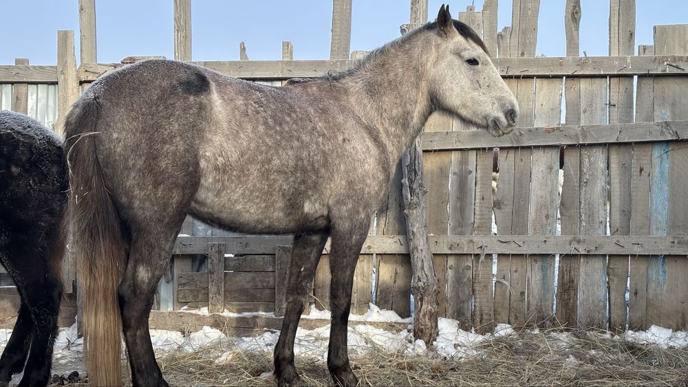 Осы бие сатылады бойдақ