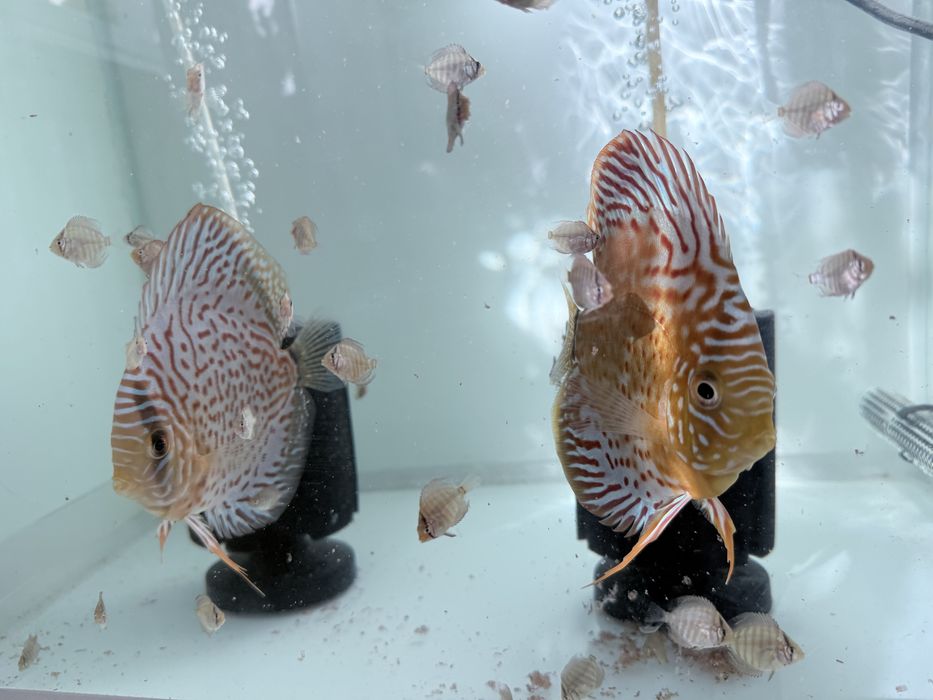 Se vinde pereche discus confirmata