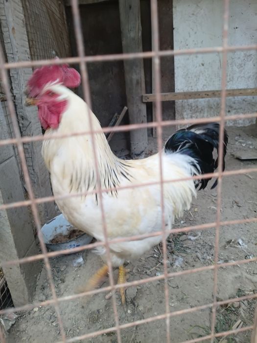 Тауық қораз сатылады