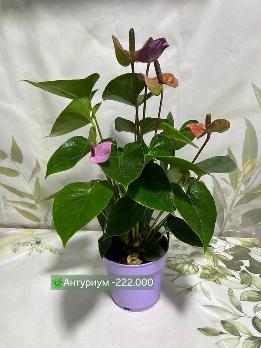 Антуриумы разные