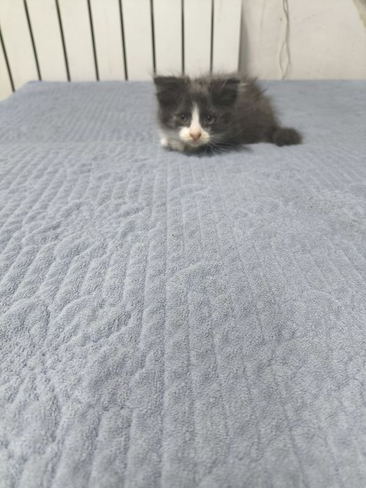 Отдам бесплатно котят
