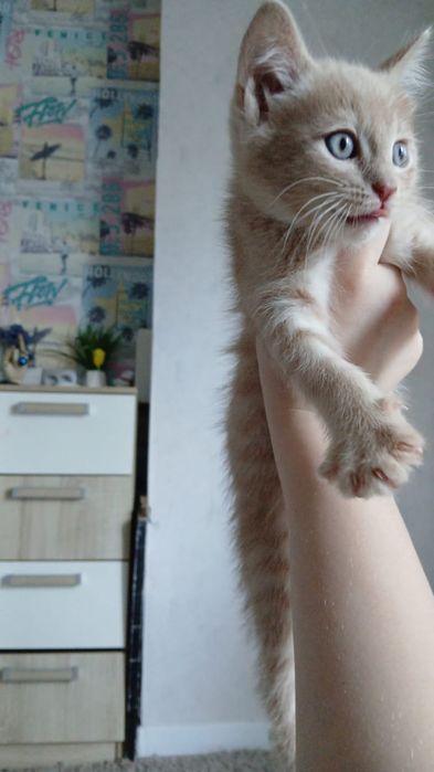 Котенок мальчик ищет дом