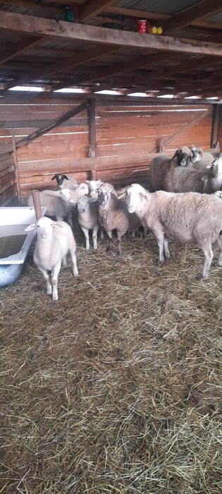 Vând 15 oii metiș de carne cu mieii