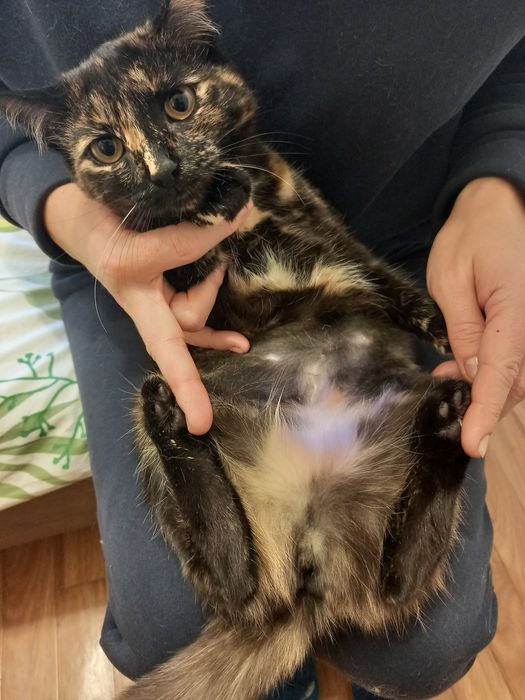 Стерелизованная кошечка Алиса