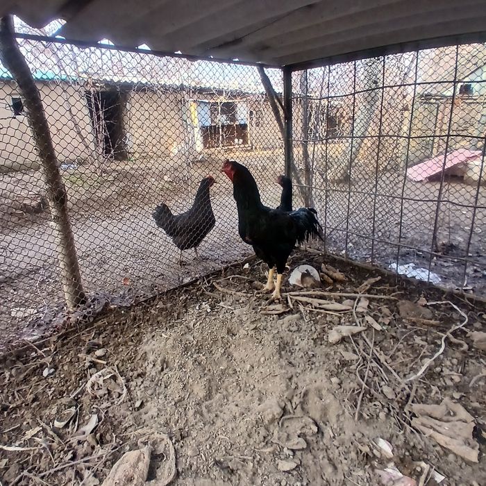 Dakan xo'roz sotiladi. 2 yillik.