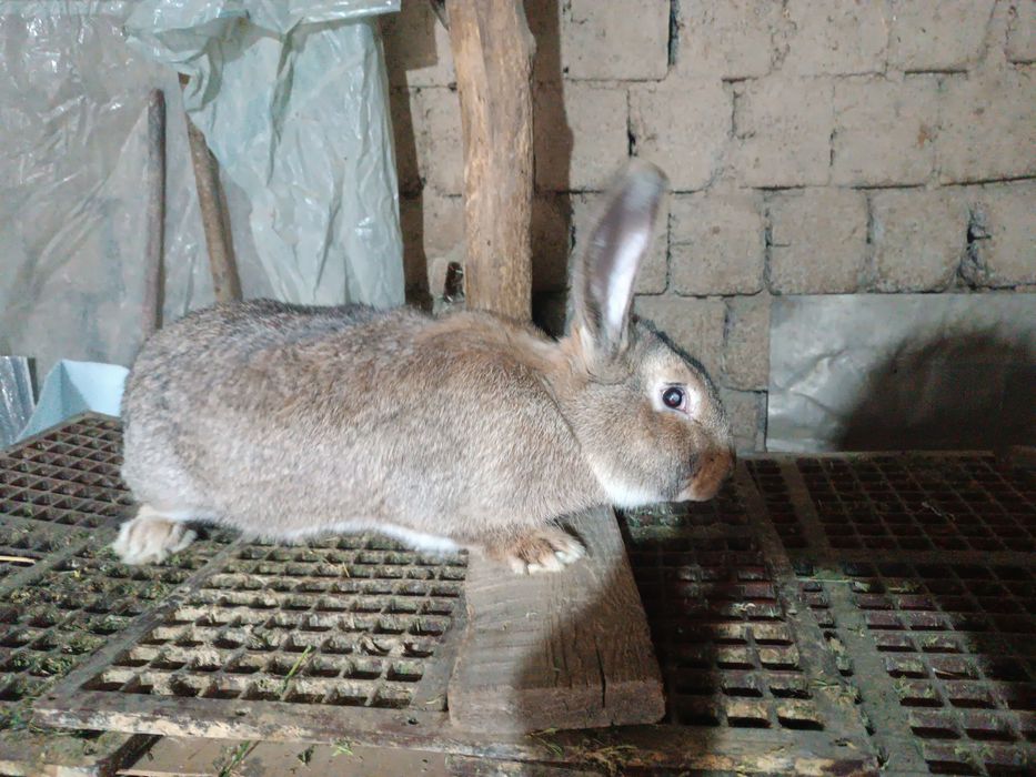 Velikan quyon samest 6-7 oylik