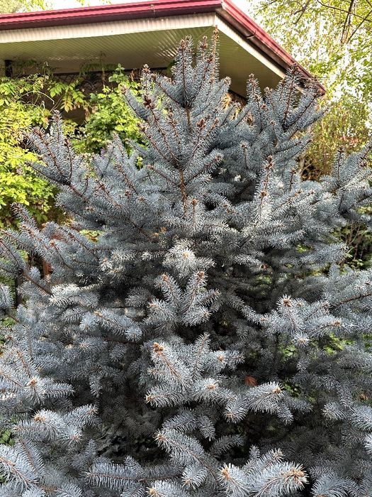 Голубой ель серебристый