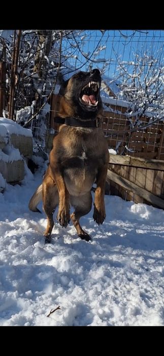Femela Ciobanesc belgian malinois