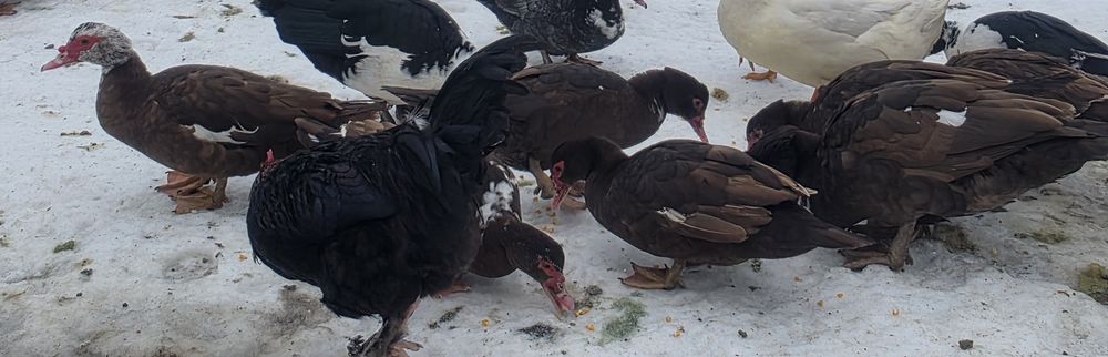 Rate mute ciocolatii