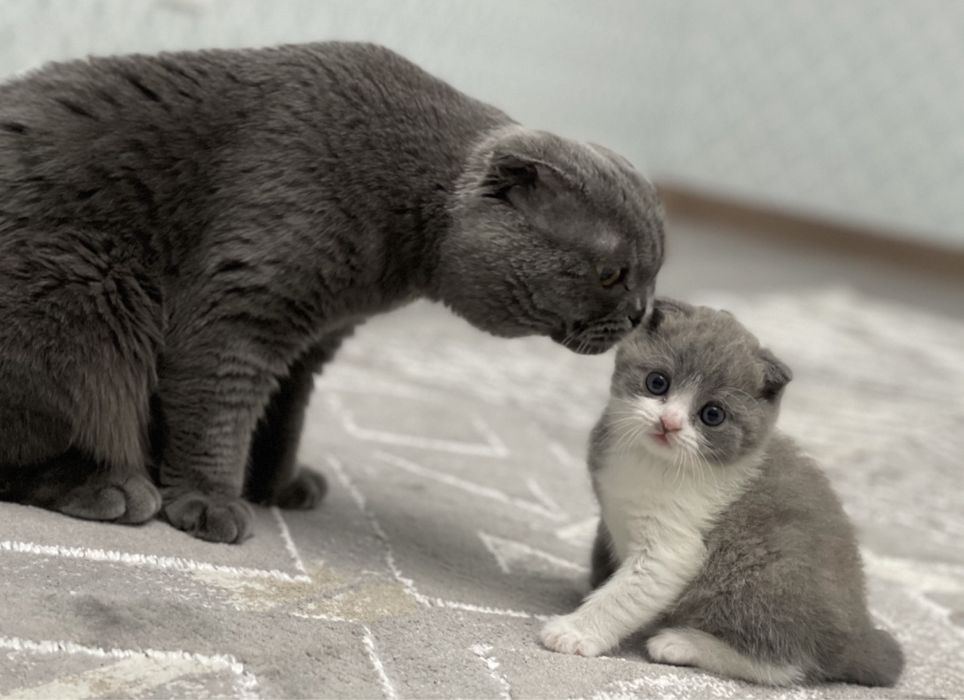 вязка кота вислоух!