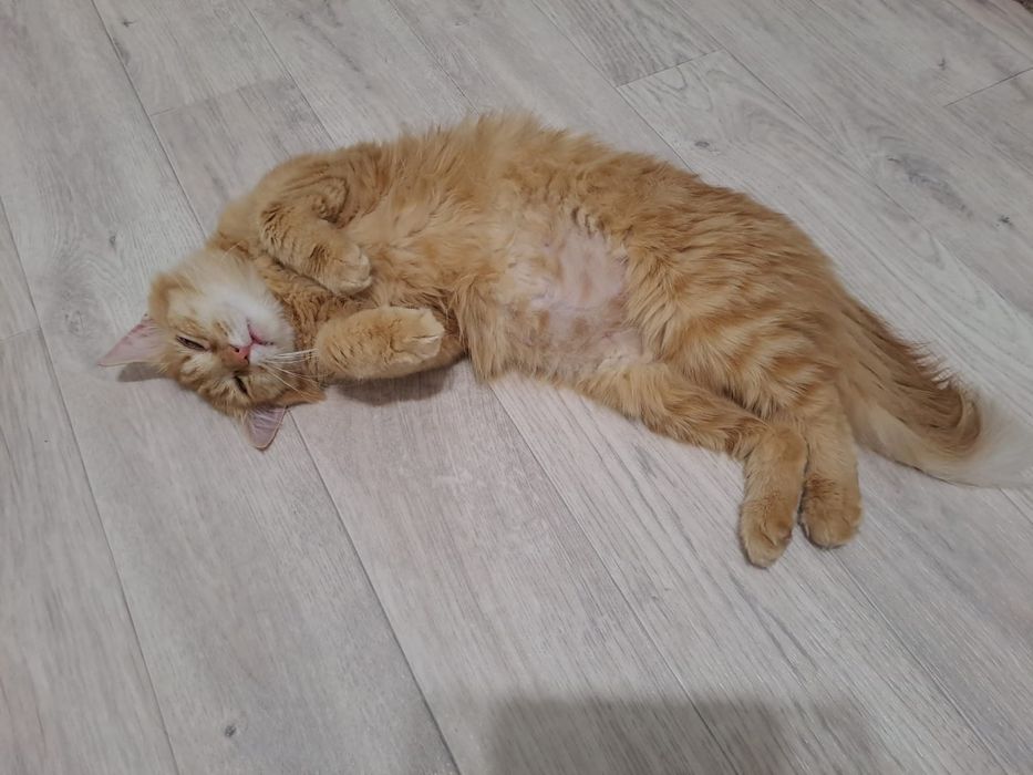 ОТДАМ КОШКУ в добрые руки