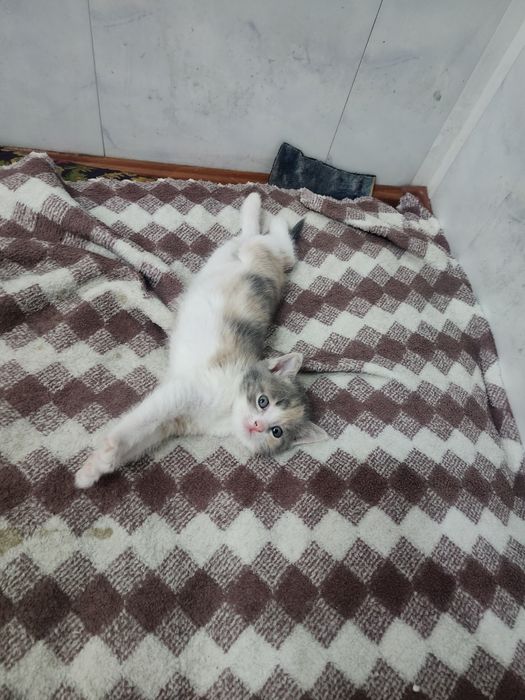 Отдам котят в добрые руки