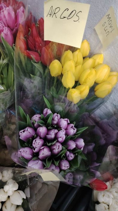 Тюльпаный по оптовой цене