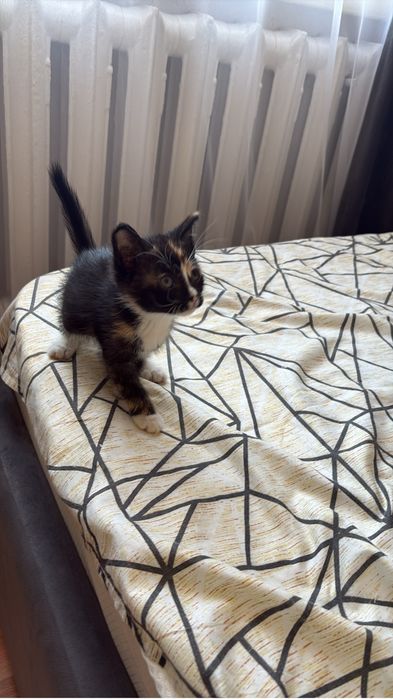 Отдам котят бесплатно