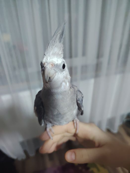 Vând papagal nimfa cu cusca!