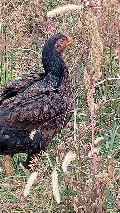 тауықтар сатылады