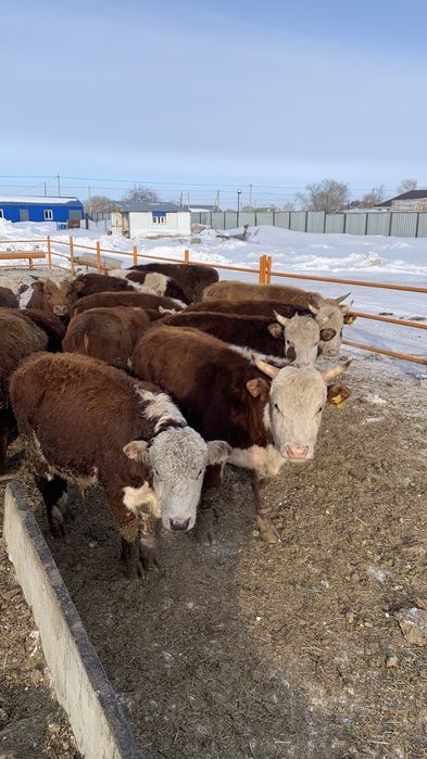 Продам Бычков с откорма 40 голов