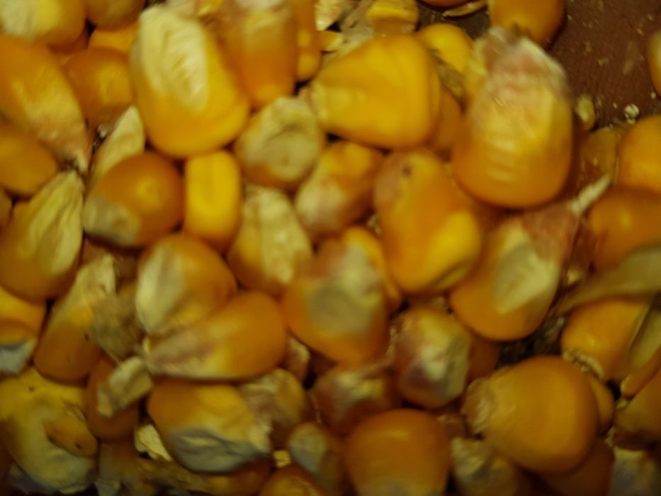 Vand prorumb pret 1lei kg