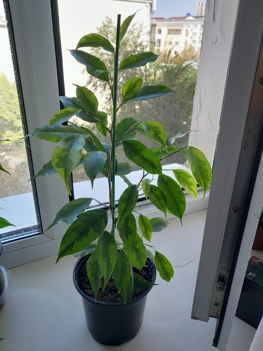 Фикусы  Бенджамина, 2 500 тг