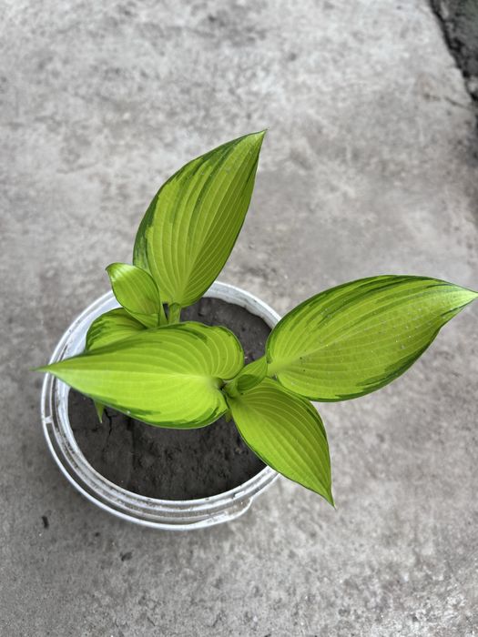 Хосты гейхеры в продаже