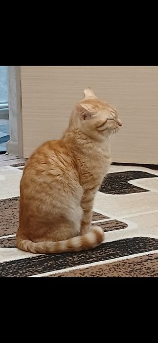 домашний милый кот
