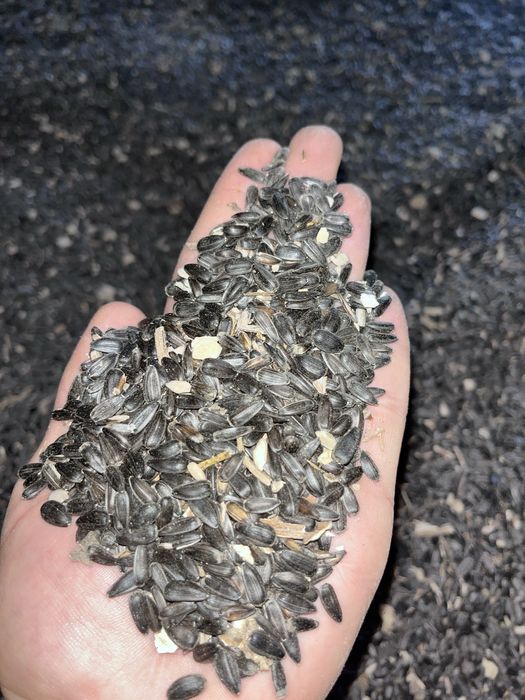 Vand floarea soarelui