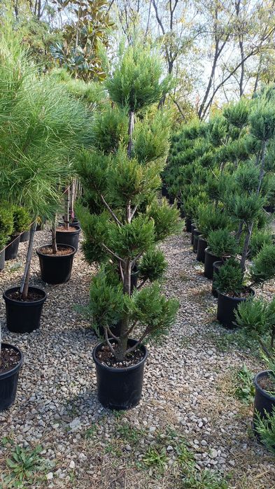 Pom pon ,spirale,etajate cu 3 bile