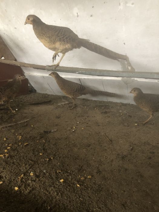 Vand fazani si fazanite galben si rosu.