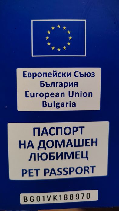 Померан мини шпиц момче на пет месеца  с ваксини и паспорт