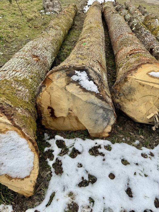 Stejar gorun masiv de dimesiuni mari.