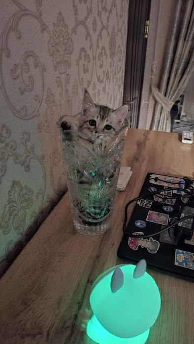 Котенок 2 месяца, мальчик. Отдам даром в очень хорошие руки. Хвостик..