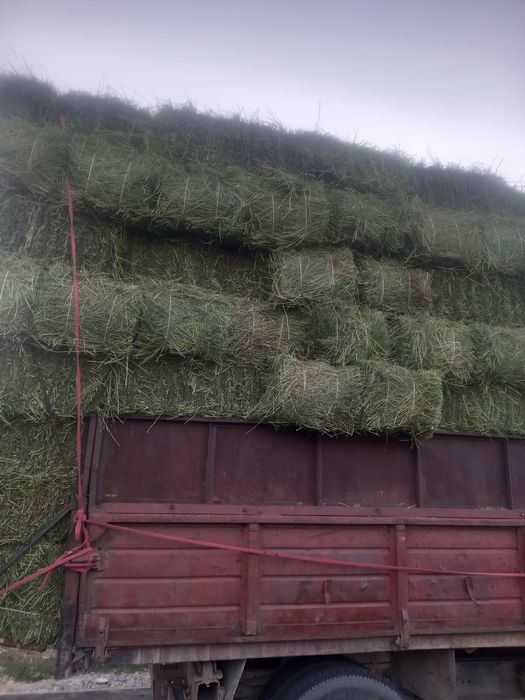 Продам сено жонышка сатамын